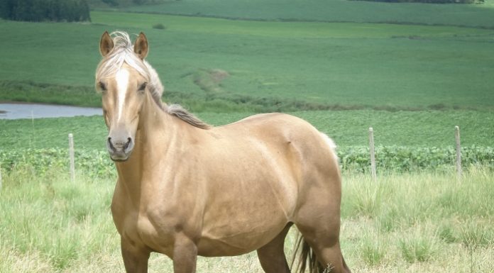 Tentativa de relação sexual entre um homem e uma égua termina em morte em Bituruna/PR