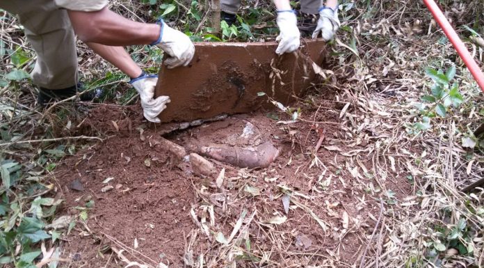 Localizado um cadáver em Palmas nas últimas horas.