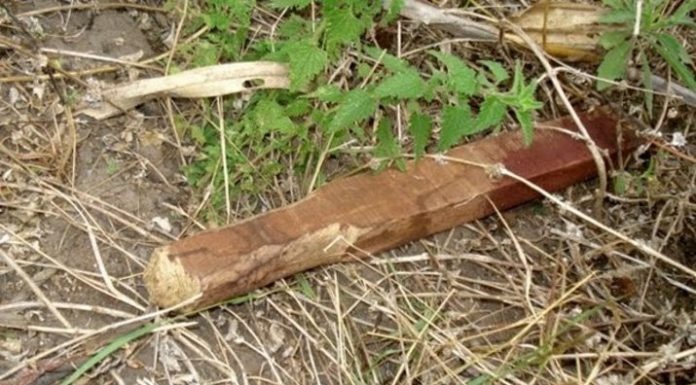 Mulher é agredida a pauladas e esconde bebê no mato para escapar.