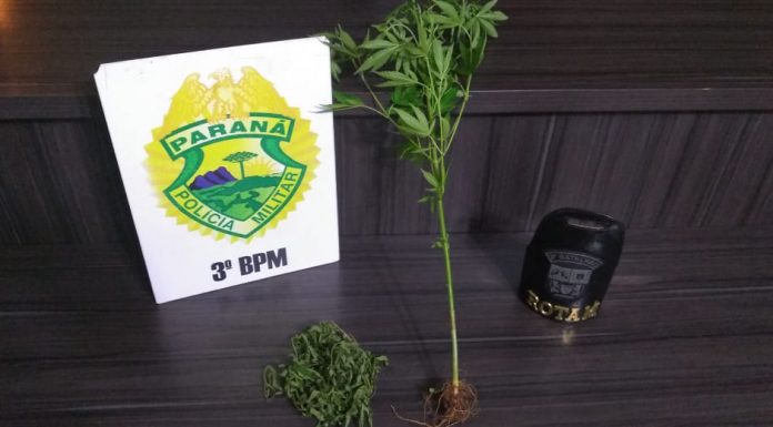 ROTAM Aborda Indivíduos e Captura Pé de Maconha Medindo 74cm