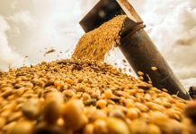 Soja deve continuar lucrativa em 2020, garantem especialistas em agroeconomia
