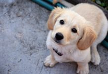 BAZAR BENEFICENTE EM PROL DOS ANIMAIS EM SITUAÇÃO DE ABANDONO NAS RUAS DE CLEVELÂNDIA