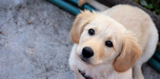 BAZAR BENEFICENTE EM PROL DOS ANIMAIS EM SITUAÇÃO DE ABANDONO NAS RUAS DE CLEVELÂNDIA