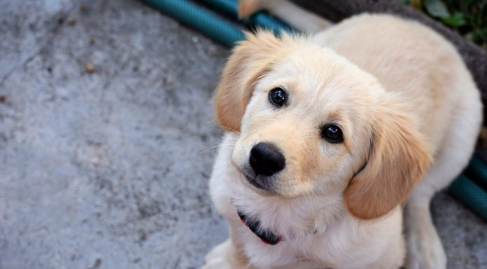 BAZAR BENEFICENTE EM PROL DOS ANIMAIS EM SITUAÇÃO DE ABANDONO NAS RUAS DE CLEVELÂNDIA
